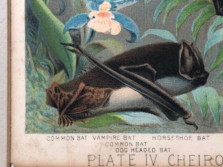 1880 Chromolithograph of Bats Plate IV Cheiroptera 8.jpg