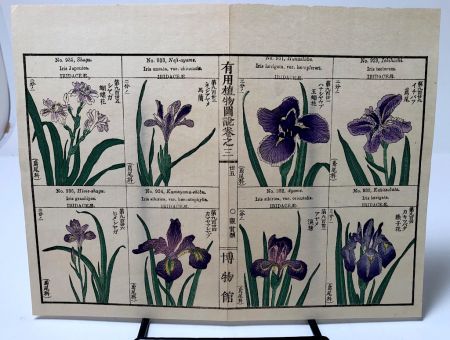 Chinese Herbal Flower Pages 11.jpg