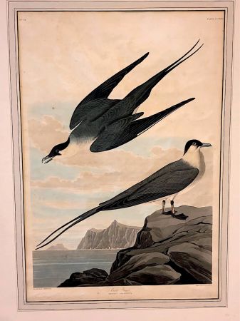 James Audubon Arctic Yager Long-tailed Jaeger Plate CCLXVII (267) 20.jpg