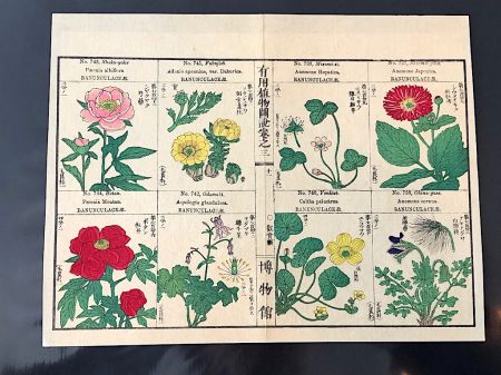 Japanese Herbal Botanical Medical Pages 14.jpg