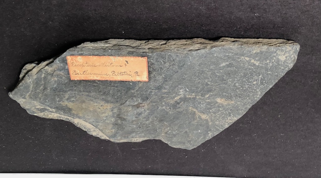 Fossil of Pecopteris Miltoni Coal Fern 5.jpg