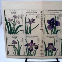 Chinese Herbal Flower Pages 11.jpg