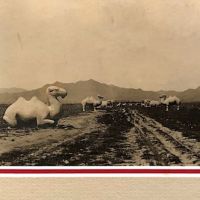 Circa 1900 Road of Camel Statues Egyptian Building Chicago World's Fair 6.jpg