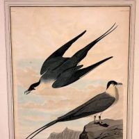 James Audubon Arctic Yager Long-tailed Jaeger Plate CCLXVII (267) 20.jpg