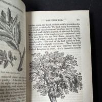 Library of Entertaining KnowledgeTimber Trees and Fruits 9.jpg