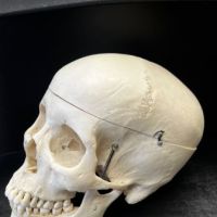 Medical Specimen Skull 15.jpg