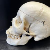 Medical Specimen Skull 2.jpg