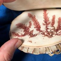 Victorian Era Scallop Shell Book with Pressed Flowers 12 (in lightbox)