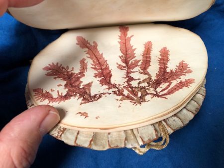 Victorian Era Scallop Shell Book with Pressed Flowers 12.jpg