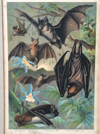 1880 Chromolithograph of Bats Plate IV Cheiroptera 17.jpg