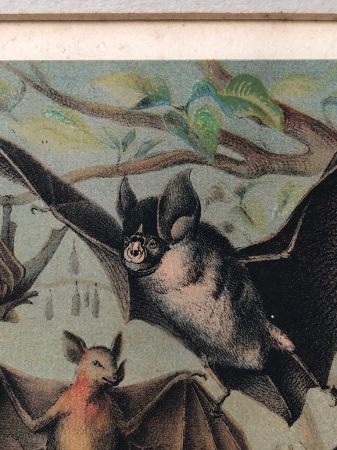 1880 Chromolithograph of Bats Plate IV Cheiroptera 4.jpg