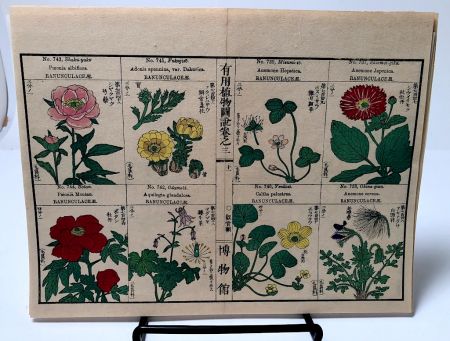 Chinese Herbal Flower Pages 7.jpg