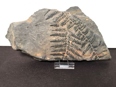 Fossil of Pecopteris Miltoni Coal Fern 1.jpg