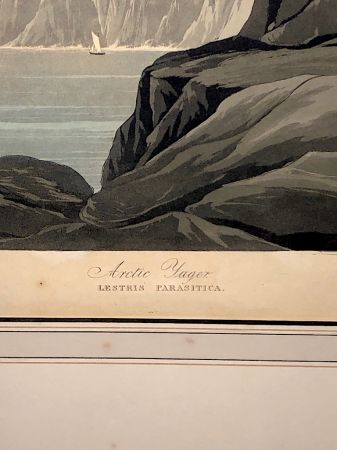 James Audubon Arctic Yager Long-tailed Jaeger Plate CCLXVII (267) 7.jpg