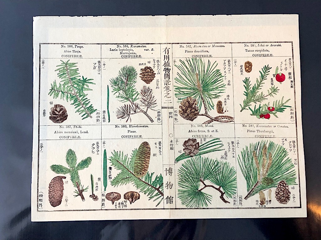 Japanese Herbal Botanical Medical Pages 10.jpg