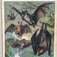 1880 Chromolithograph of Bats Plate IV Cheiroptera 17.jpg