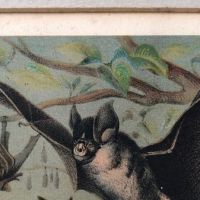 1880 Chromolithograph of Bats Plate IV Cheiroptera 4.jpg