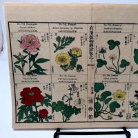 Chinese Herbal Flower Pages 7.jpg