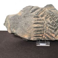 Fossil of Pecopteris Miltoni Coal Fern 1.jpg (in lightbox)