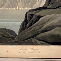 James Audubon Arctic Yager Long-tailed Jaeger Plate CCLXVII (267) 7.jpg