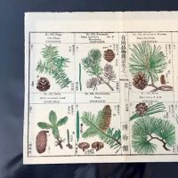 Japanese Herbal Botanical Medical Pages 10.jpg