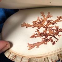 Victorian Era Scallop Shell Book with Pressed Flowers 8 (in lightbox)