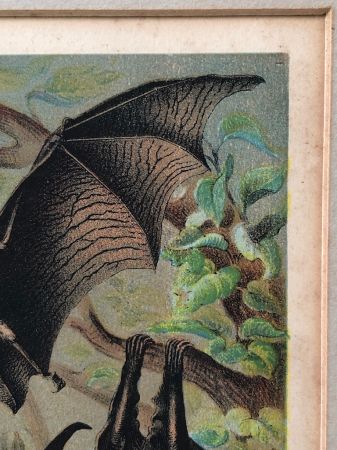 1880 Chromolithograph of Bats Plate IV Cheiroptera 5.jpg