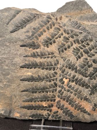 Fossil of Pecopteris Miltoni Coal Fern 2.jpg