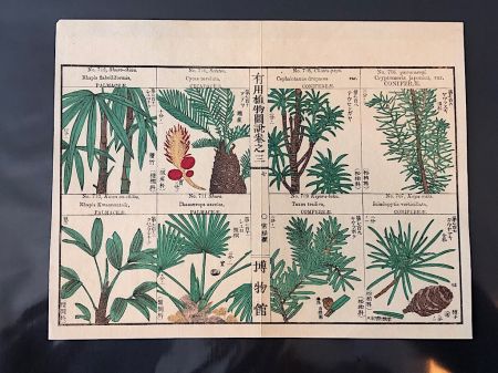 Japanese Herbal Botanical Medical Pages 11.jpg