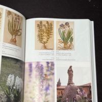2 Vol. with Slipcase Compendium of Symbolic and Ritual Plants in Europe Trees Shrubs Herbs by Marcel de Cleene and Marie Claire Lejeune 17.jpg