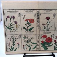 Chinese Herbal Flower Pages 8.jpg
