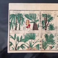 Japanese Herbal Botanical Medical Pages 11.jpg