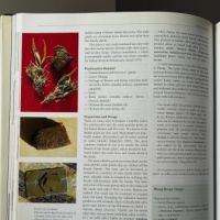 The Encyclopedia of Psychoactive Plants by Christian Ratsch Published by Park Street Press 10.jpg