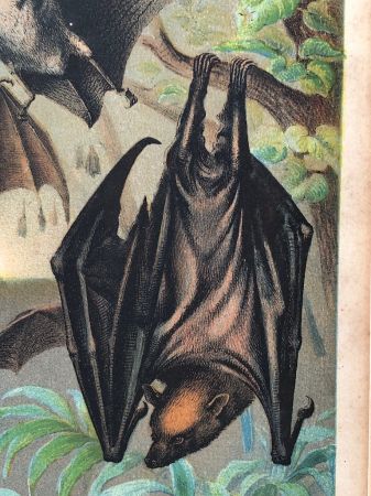 1880 Chromolithograph of Bats Plate IV Cheiroptera 6.jpg