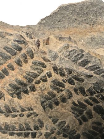 Fossil of Pecopteris Miltoni Coal Fern 16.jpg