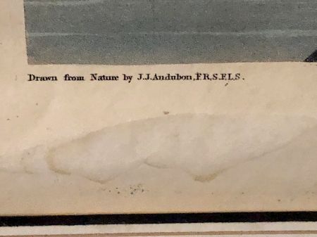 James Audubon Arctic Yager Long-tailed Jaeger Plate CCLXVII (267) 9.jpg