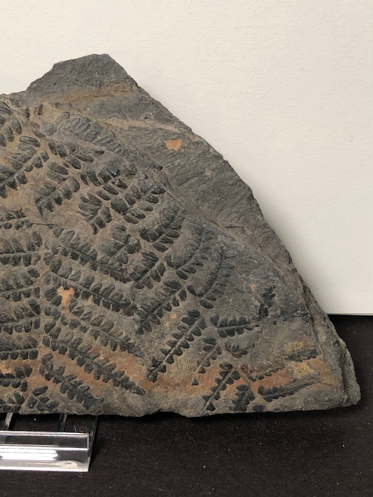 Fossil of Pecopteris Miltoni Coal Fern 3.jpg