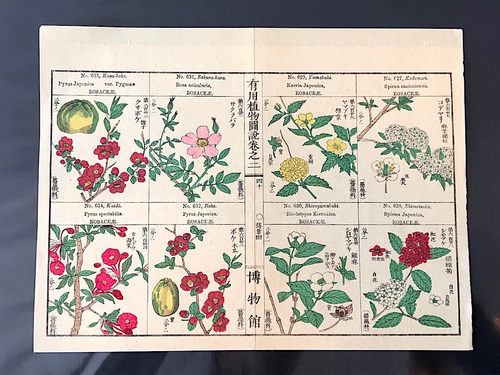 Japanese Herbal Botanical Medical Pages 12.jpg