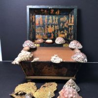 1840s Shell Collection in Victorian Decoupage Sarcophagus Box 12 (in lightbox)