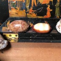 1840s Shell Collection in Victorian Decoupage Sarcophagus Box 21 (in lightbox)