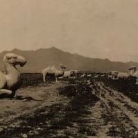 Circa 1900 Road of Camel Statues Egyptian Building Chicago World's Fair 4.jpg