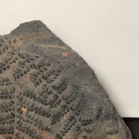 Fossil of Pecopteris Miltoni Coal Fern 3.jpg