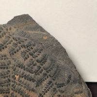 Fossil of Pecopteris Miltoni Coal Fern 3.jpg