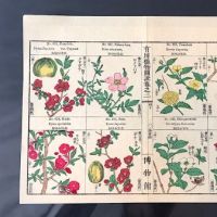 Japanese Herbal Botanical Medical Pages 12.jpg
