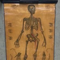Lambert Skeleton Medical Pulldown 9.jpg (in lightbox)