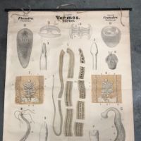 Tapeworm and Flatworm Circa 1910 Lithograph Medical Pulldown Pub Druck und Verlag von Theodor Fischer  14.jpg (in lightbox)