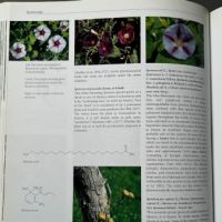 The Encyclopedia of Psychoactive Plants by Christian Ratsch Published by Park Street Press 11.jpg
