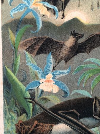 1880 Chromolithograph of Bats Plate IV Cheiroptera 7.jpg