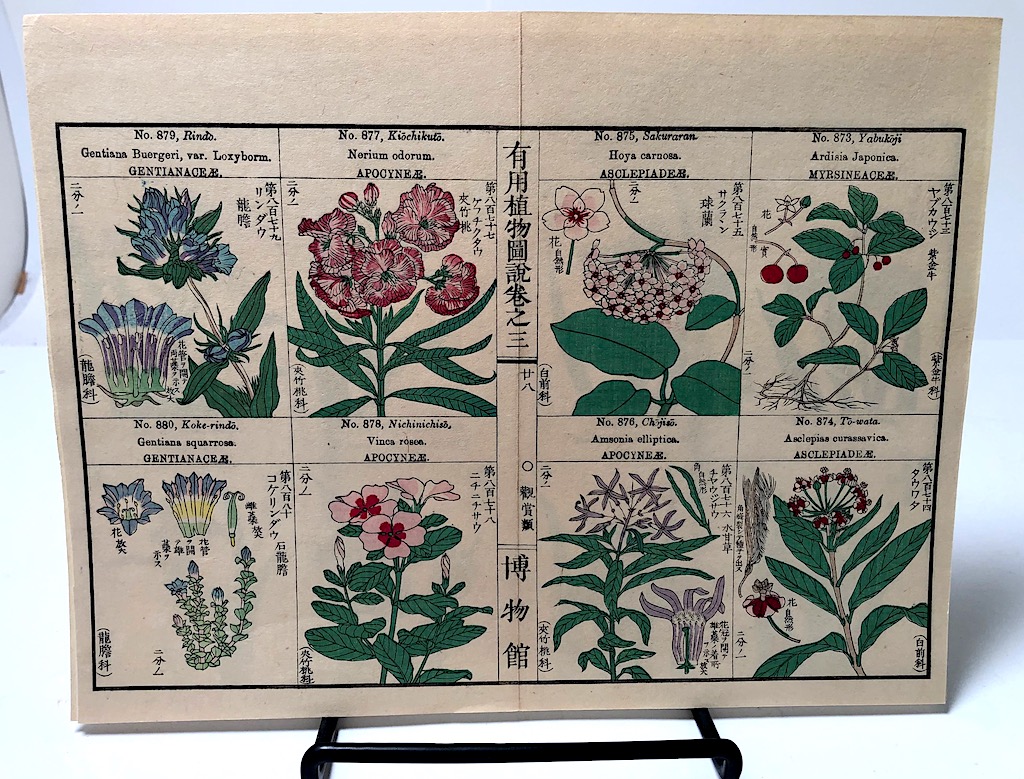 Chinese Herbal Flower Pages 10.jpg