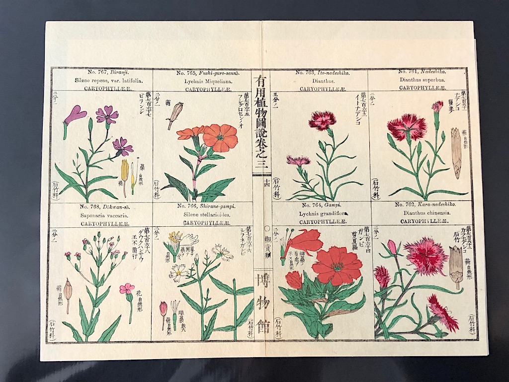 Japanese Herbal Botanical Medical Pages 13.jpg